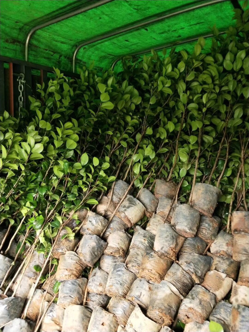 茶花杯苗，大小都有，面议详谈