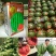 金品甜王:早熟抗病强，瓤口红糖度14以上，品质佳。