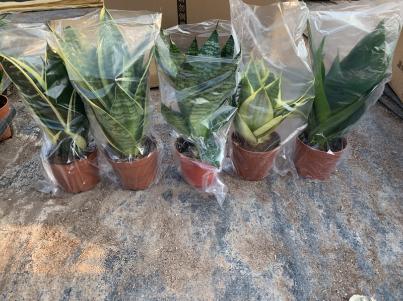 虎皮兰(五种品种混搭)带盆加套袋发货基地直销