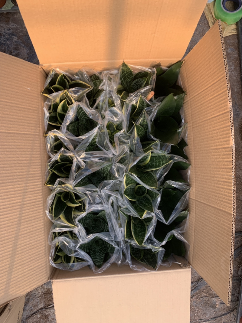 虎皮兰(五种品种混搭)带盆加套袋发货基地直销