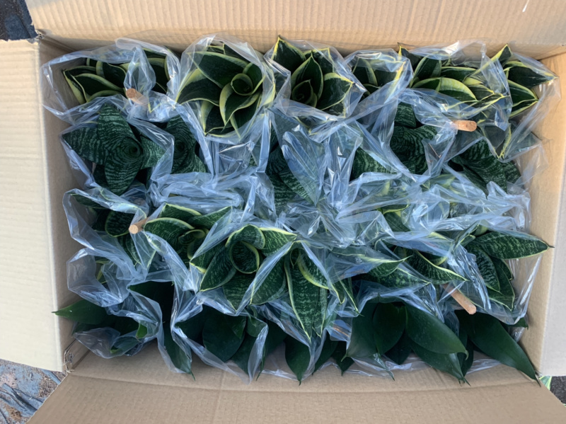 虎皮兰(五种品种混搭)带盆加套袋发货基地直销