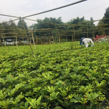 供应16杯鸭脚木价格2.5元，优质四川货源