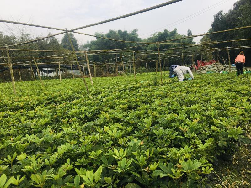 供应16杯鸭脚木价格2.5元，优质四川货源