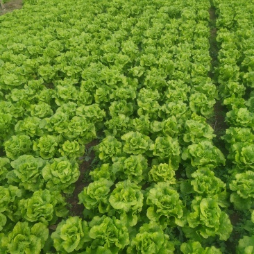 生菜