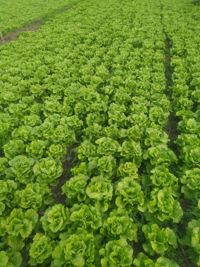 生菜