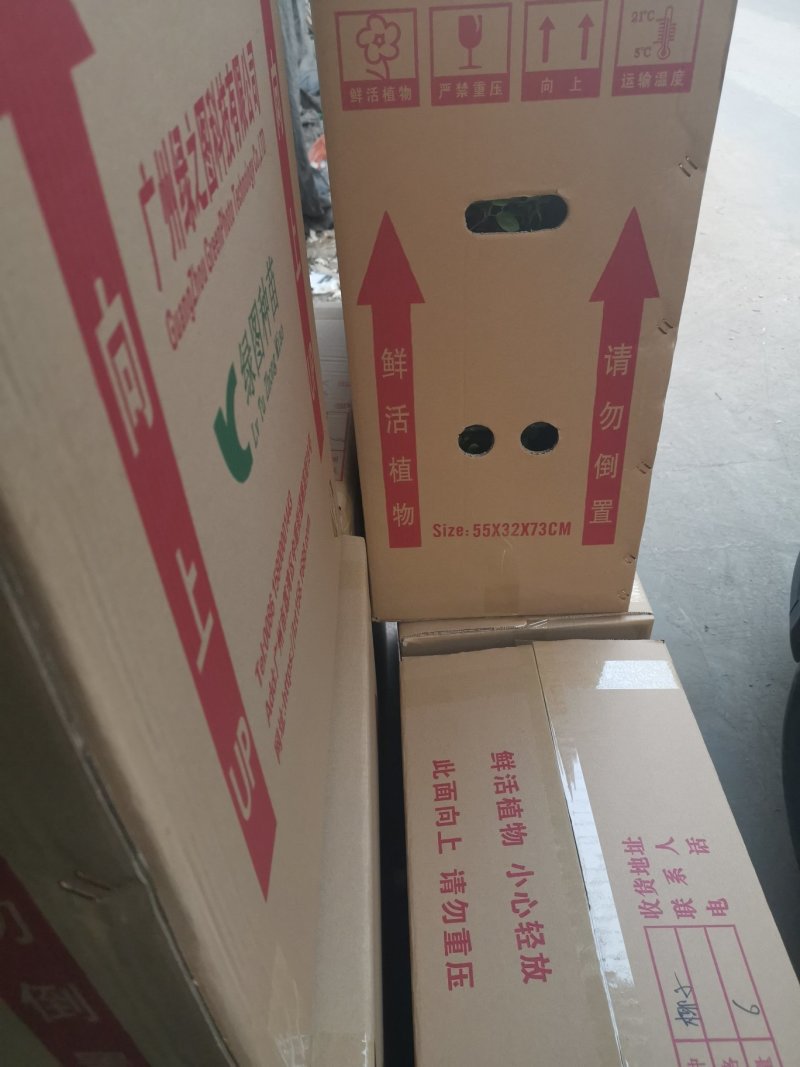 粗肋草吉利红穴盘苗组培苗观叶小盆栽万年青属水培土培耐养