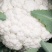 【花菜】湖北优质松花菜大量现货供应全国发售欢迎咨询