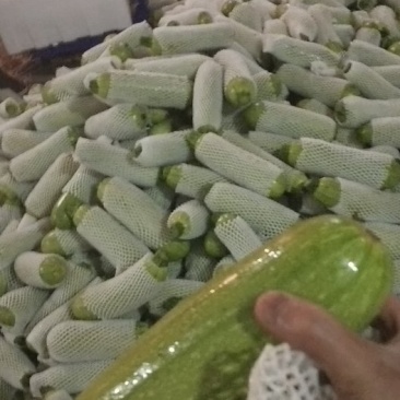 元谋，精品西葫芦，大量上市了