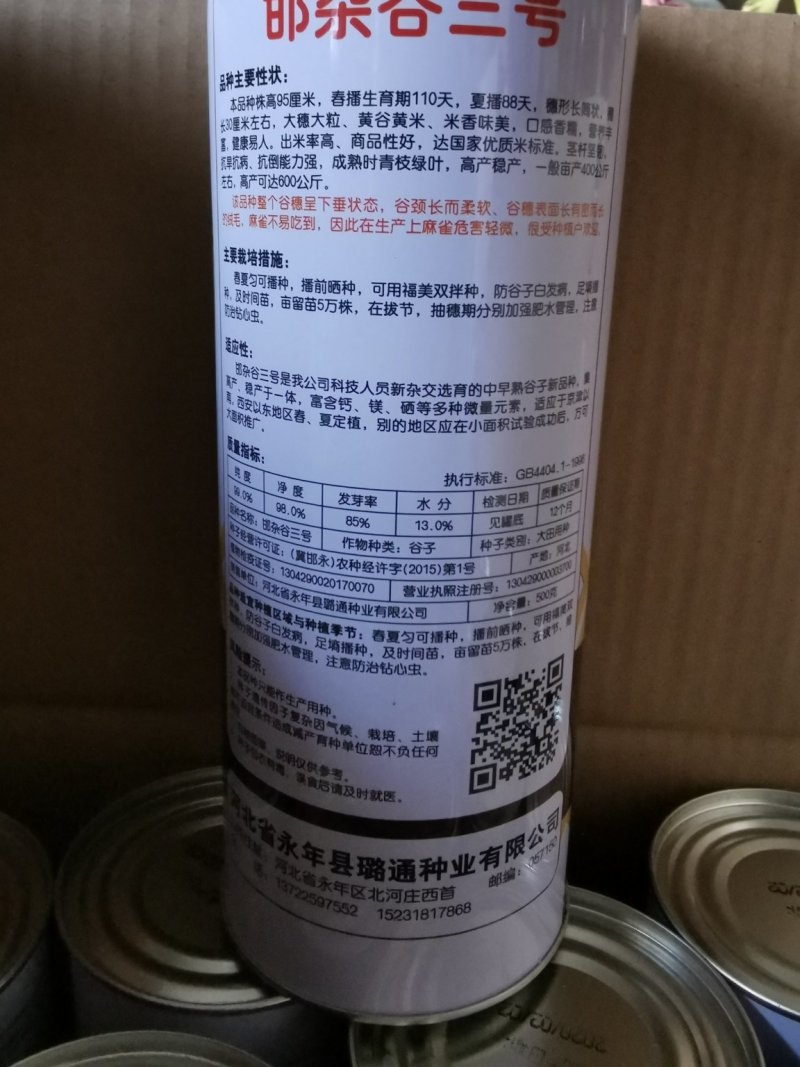 邯杂谷三号小米种子优质谷子种子防麻雀抗倒伏矮杆大穗