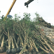 桂花树占地垃圾桂花树，大量供应具体需要请联系详谈面议