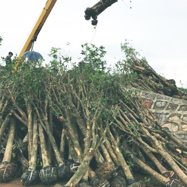 桂花树占地垃圾桂花树，大量供应具体需要请联系详谈面议