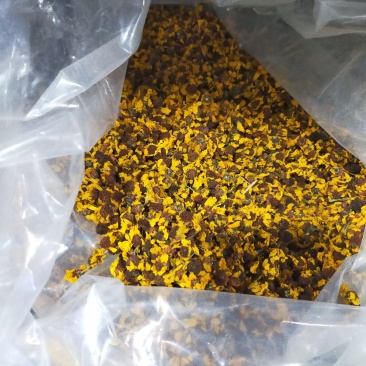 昆仑雪菊～新疆昆仑山特产菊花！色泽纯正清香