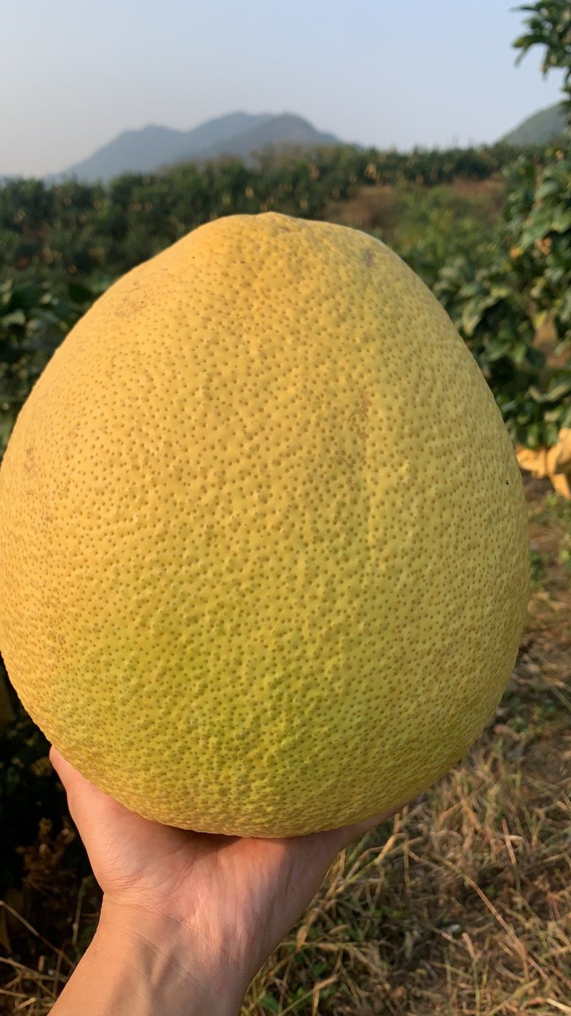 江西广丰马家柚