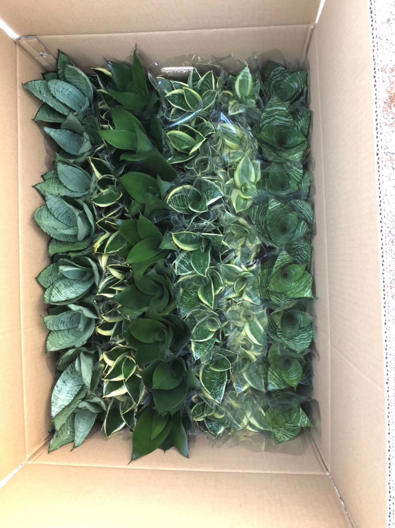 虎皮兰(五种品种混搭)带盆加套袋发货基地直销