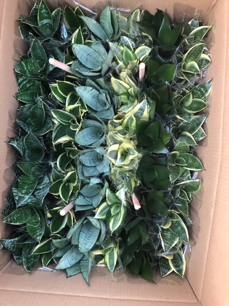 虎皮兰(五种品种混搭)带盆加套袋发货基地直销