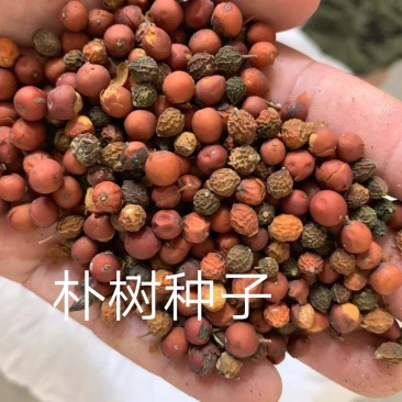 朴树种子供应朴树种子批发供应朴树种子，朴树种子图片