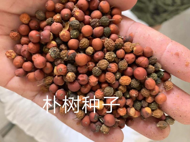 朴树种子供应朴树种子批发供应朴树种子，朴树种子图片
