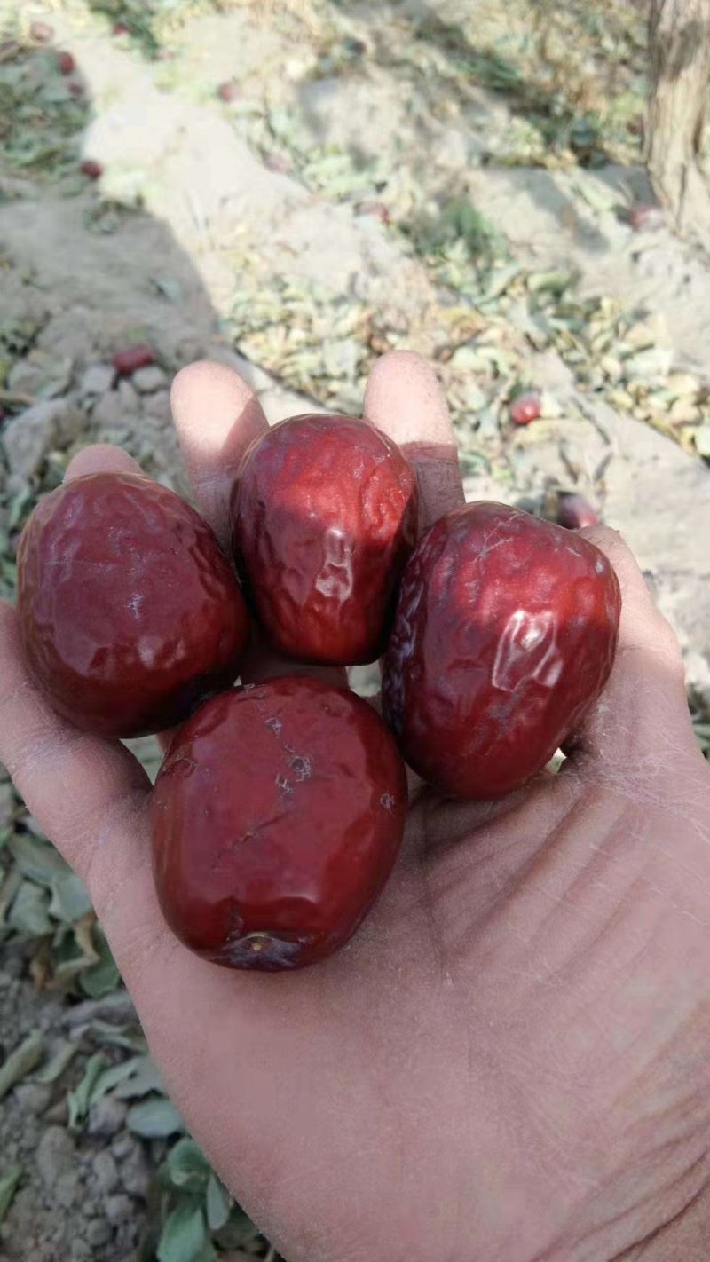 安迪尔河红枣