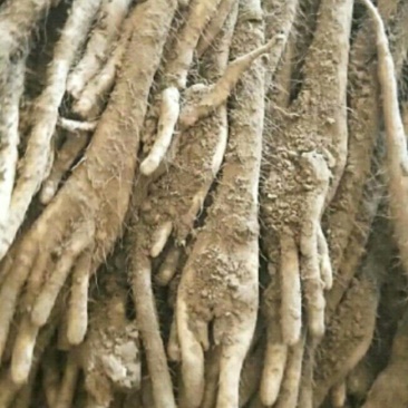 编号F01精品优质小白嘴白山药{巴掌货}