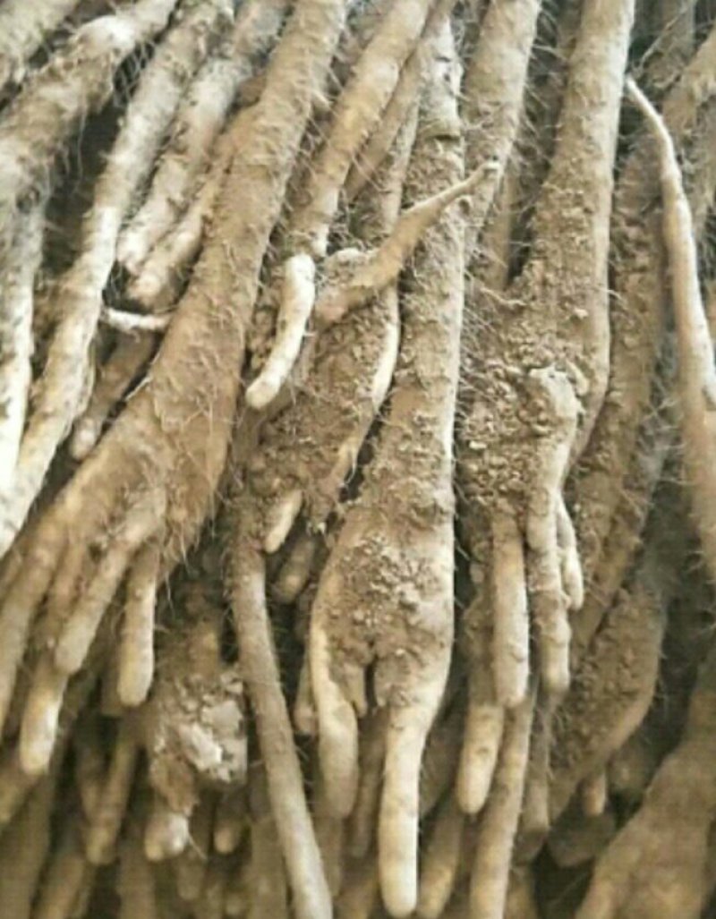 编号F01精品优质小白嘴白山药{巴掌货}