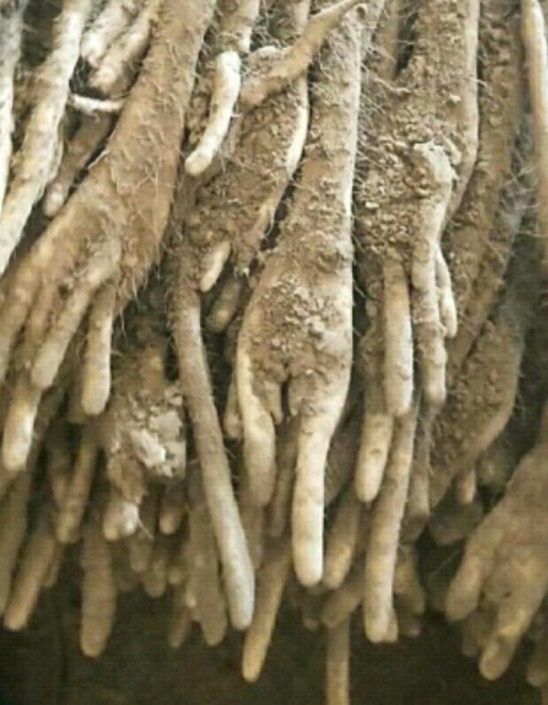 编号F01精品优质小白嘴白山药{巴掌货}