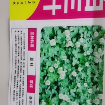 白三叶种子