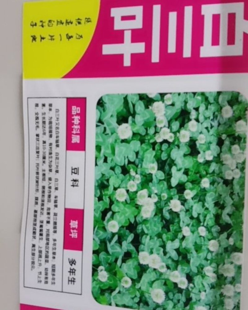 白三叶种子