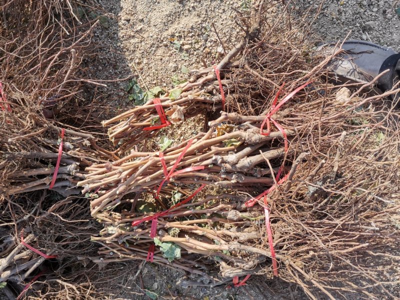 金手指葡萄苗《品种纯正》放心苗38年种植质壮苗纯