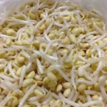 黄豆芽，扁豆芽