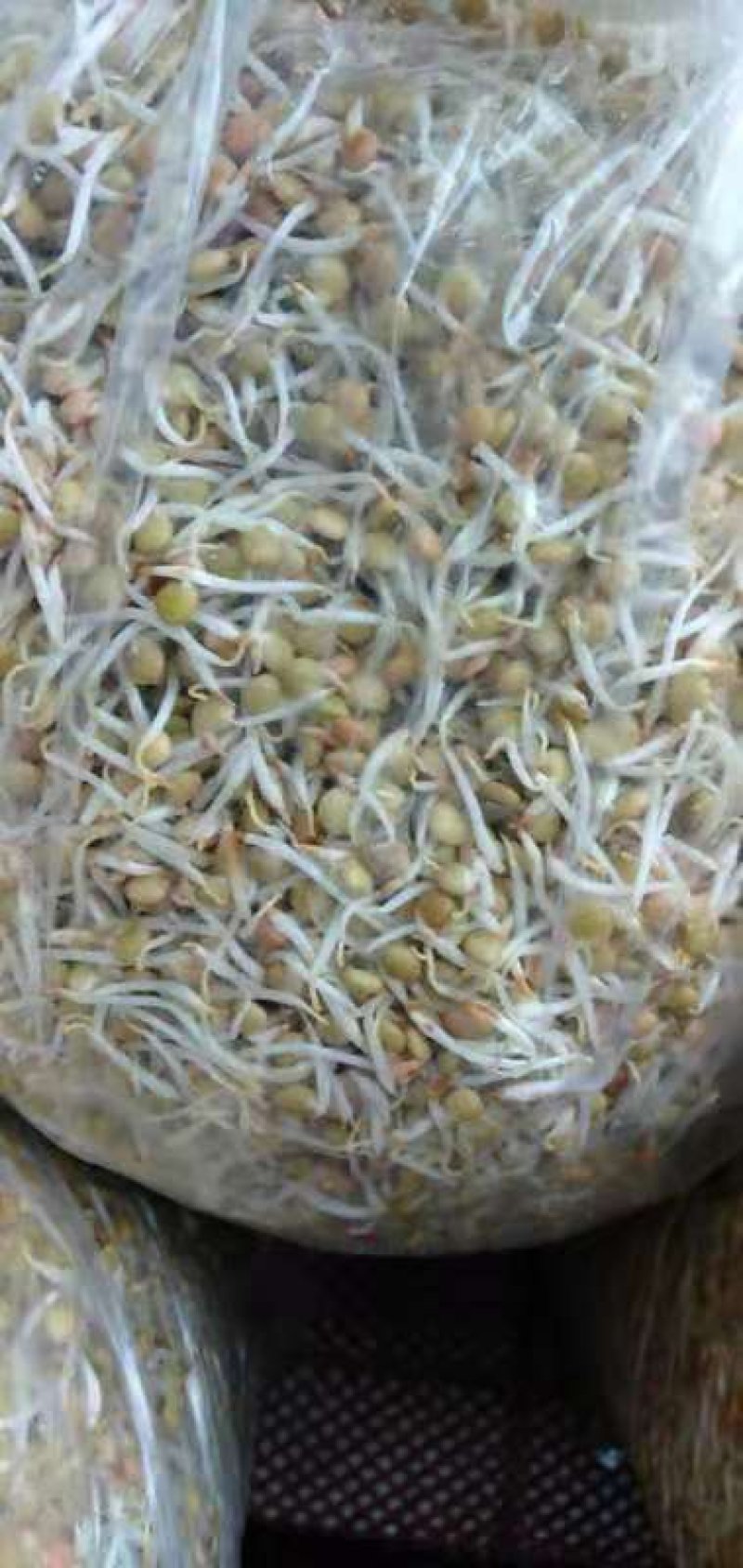 黄豆芽，扁豆芽