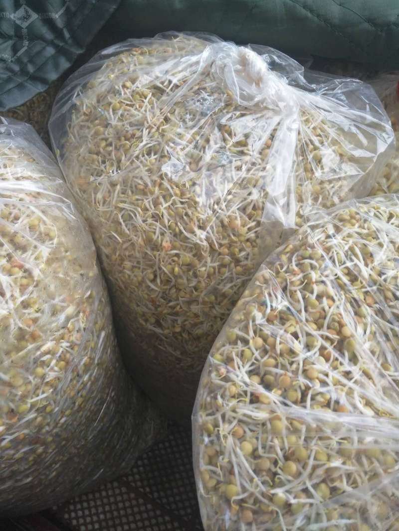 黄豆芽，扁豆芽