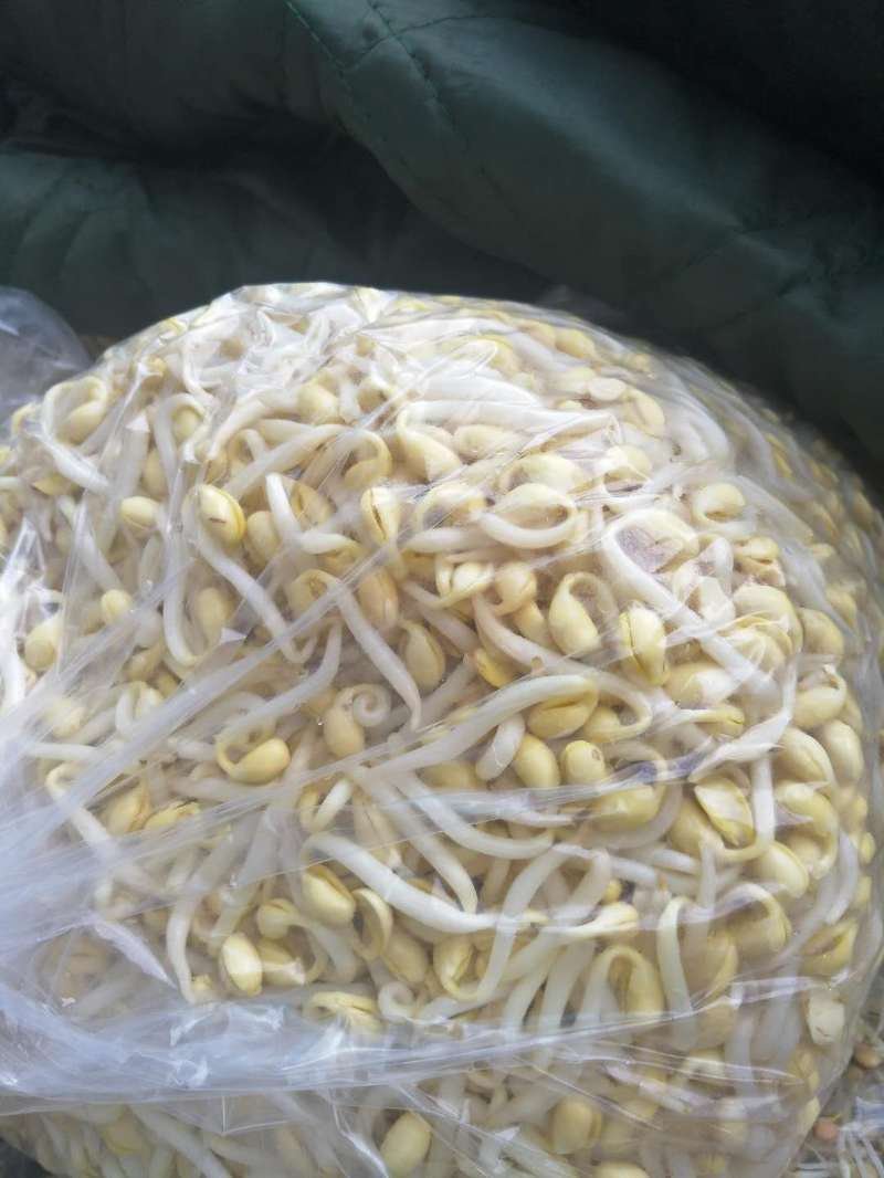 黄豆芽，扁豆芽