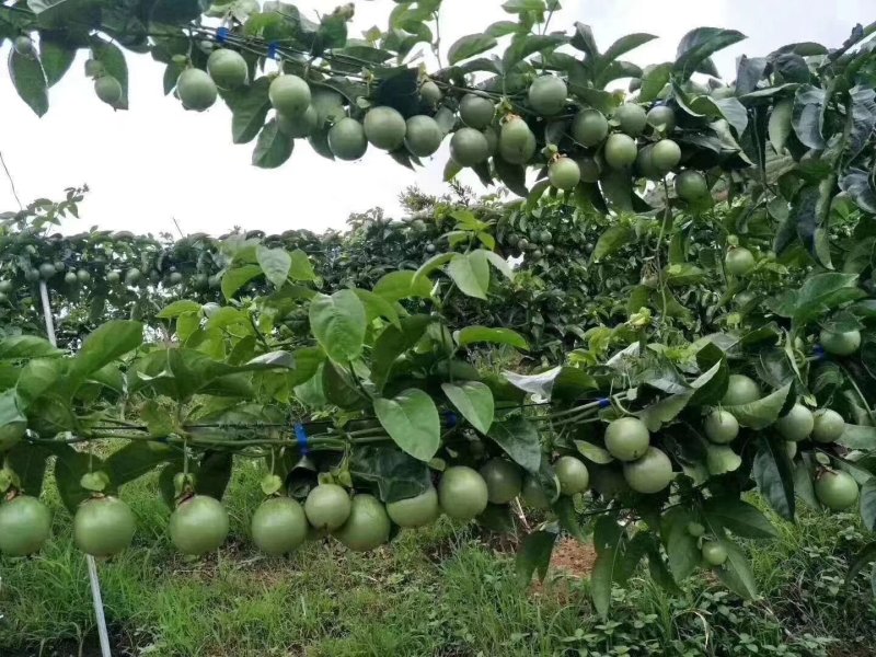 嫁接台农紫香百香果苗带土营养杯发货全程跟踪技术指导