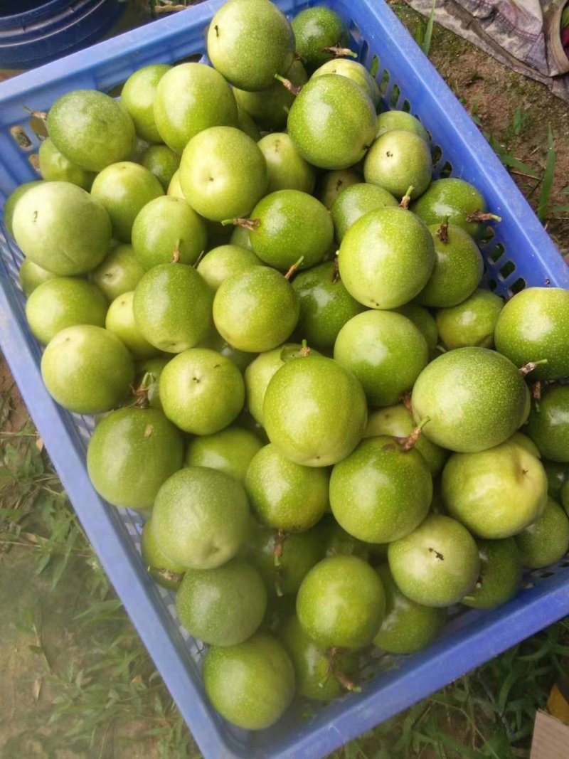 纯甜嫁接钦蜜9号黄金百香果苗芭乐味脱毒苗带土杯发货
