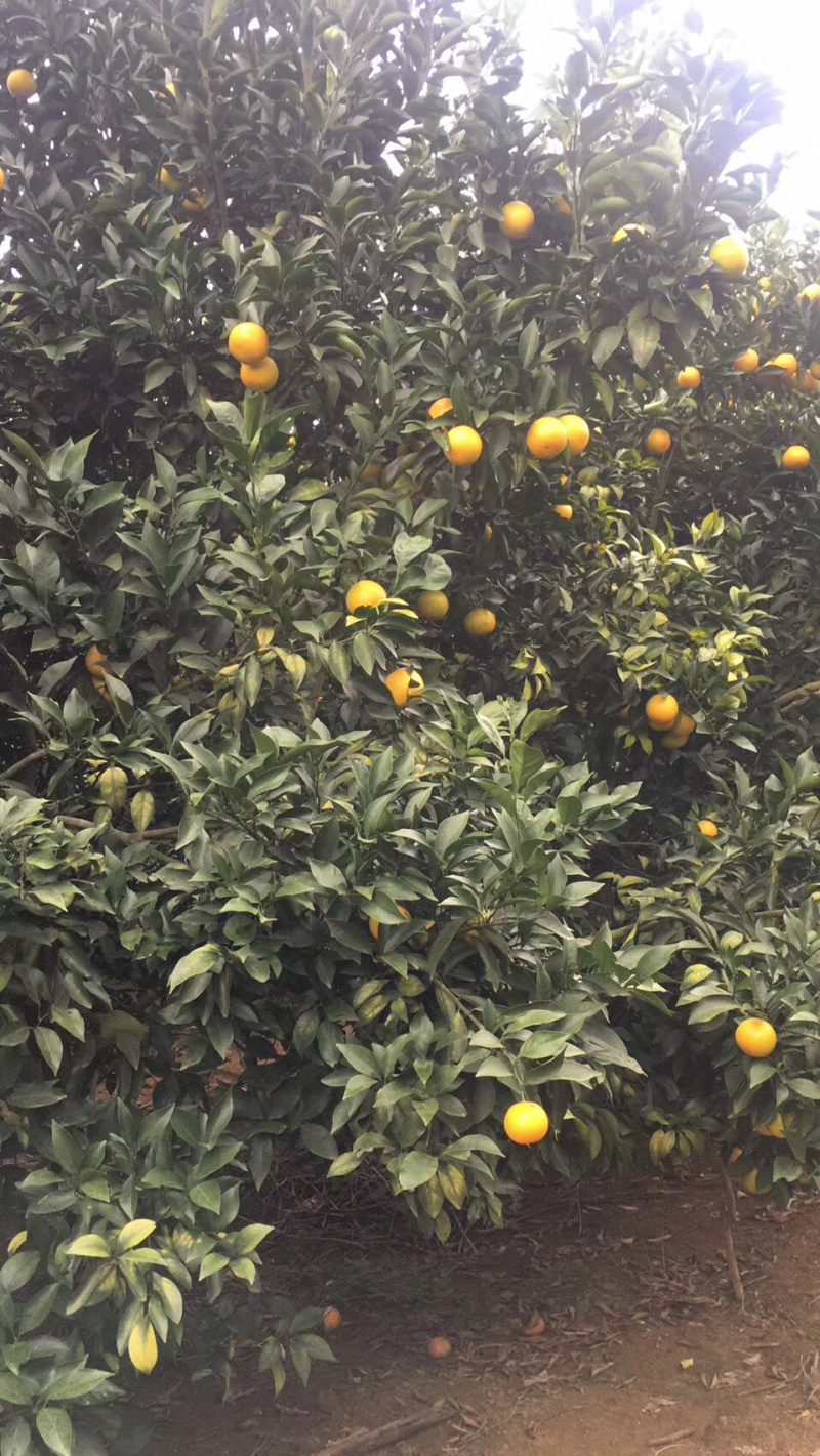 红江澄，水份充足，化渣，口感甜，