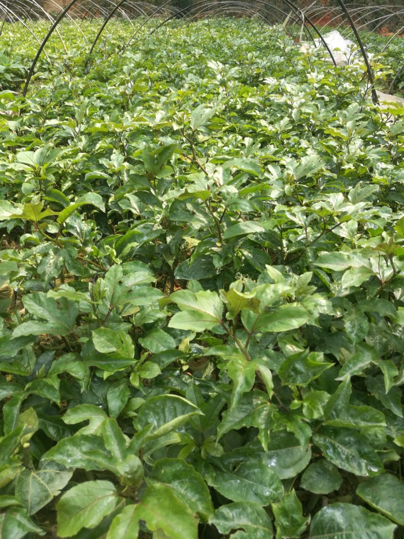 纯甜嫁接钦蜜9号黄金百香果苗芭乐味脱毒苗带土杯发货