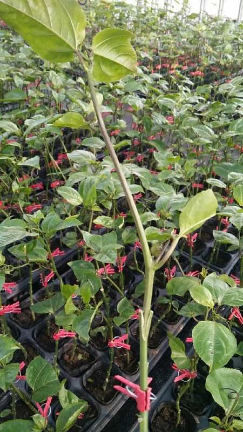 纯甜嫁接钦蜜9号黄金百香果苗芭乐味脱毒苗带土杯发货