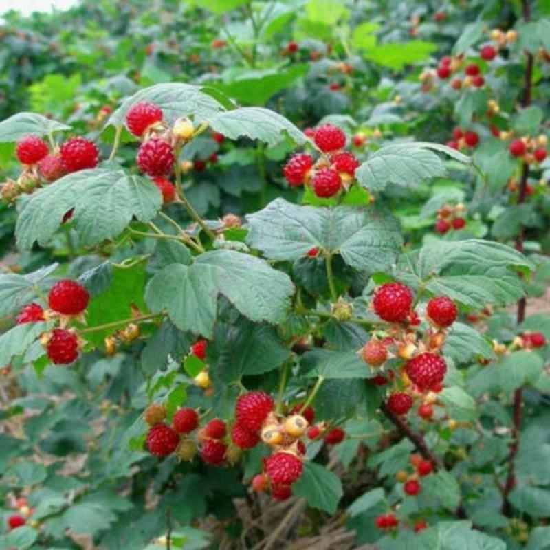嫁接优质树莓苗黑树梅苗红树莓苗盆栽地栽包成活包结果