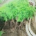 文竹