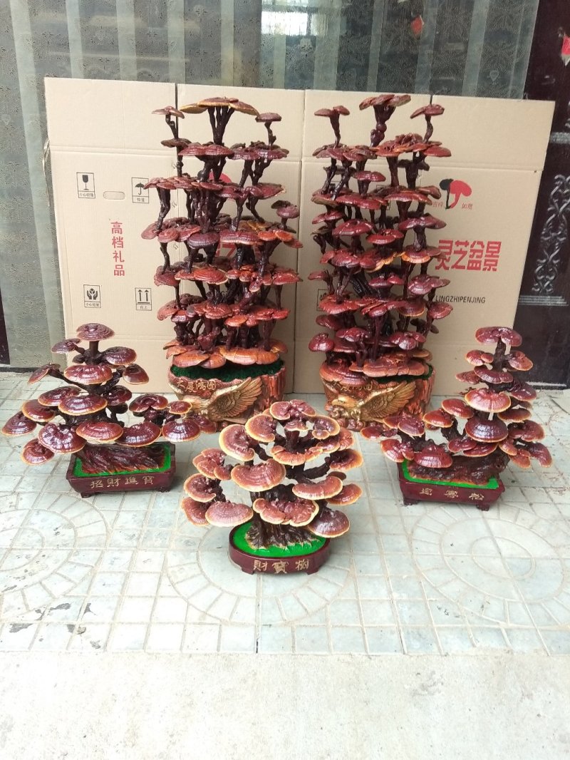 灵芝盆景，灵芝王大灵芝，一手货源，量大优惠，欢迎老板选构