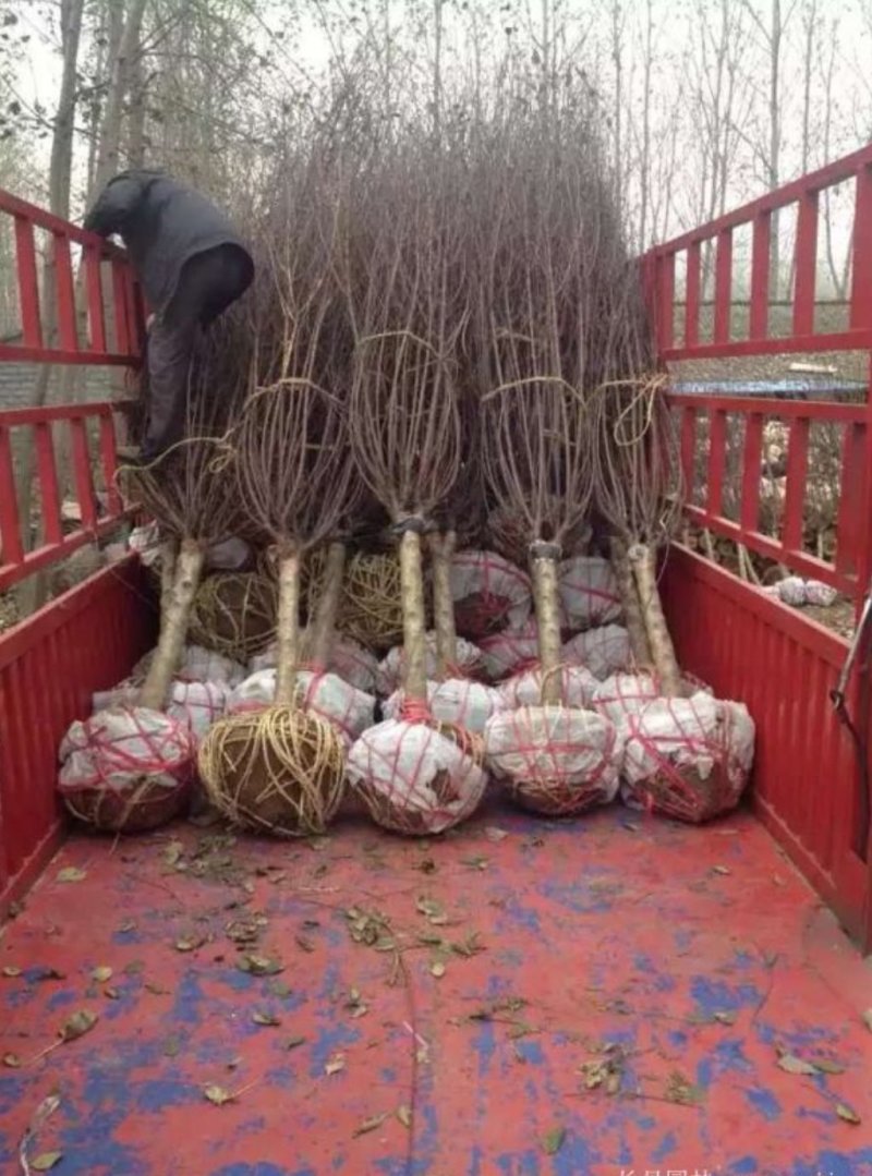 基地出售榆叶梅，规格齐全，货源充足
