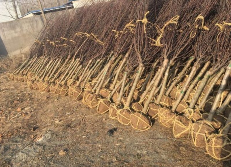 基地出售榆叶梅，规格齐全，货源充足