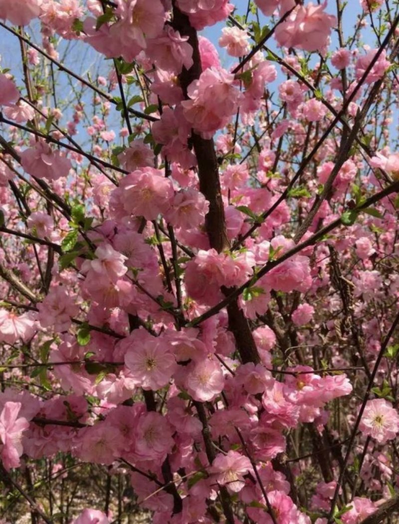 基地出售榆叶梅，规格齐全，货源充足