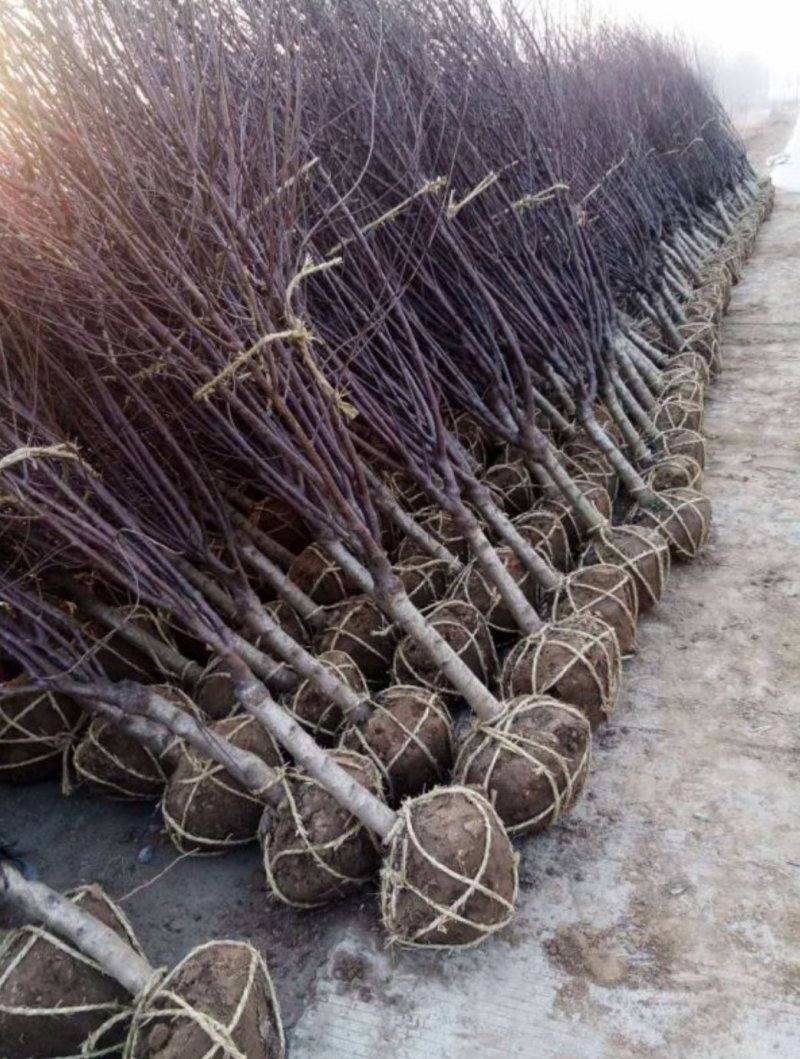 基地出售榆叶梅，规格齐全，货源充足
