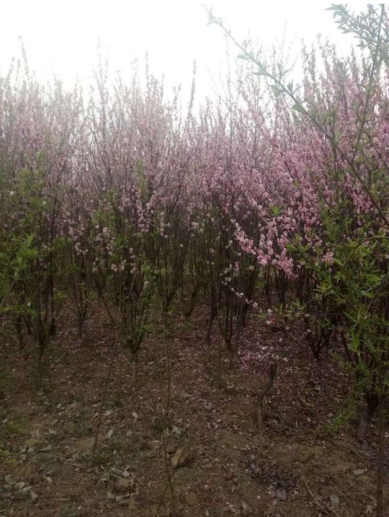 基地出售榆叶梅，规格齐全，货源充足