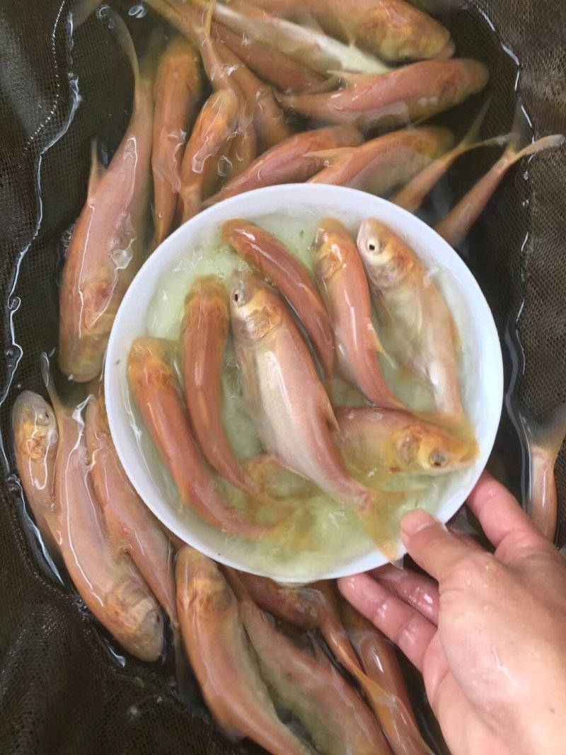 金大头效益好容易养，包量包质包送货，提供养殖技术
