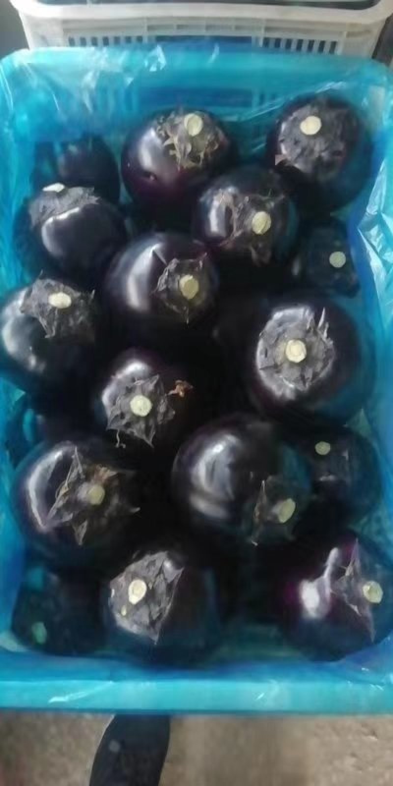 山东聊城莘县精品圆茄净棚大量贡应要的联系