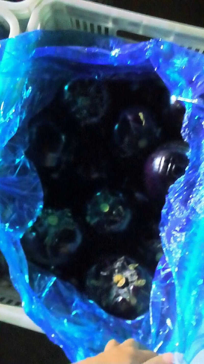 山东聊城莘县精品圆茄净棚大量贡应要的联系