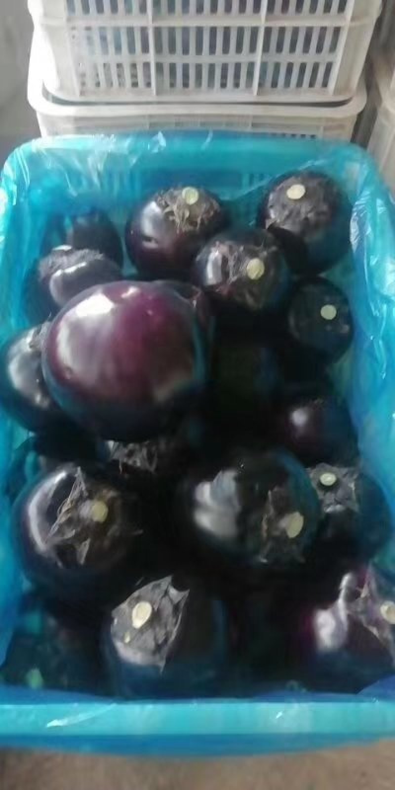山东聊城莘县精品圆茄净棚大量贡应要的联系