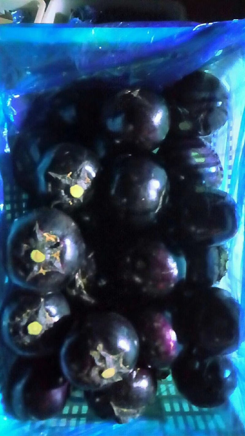 山东聊城莘县精品圆茄净棚大量贡应要的联系
